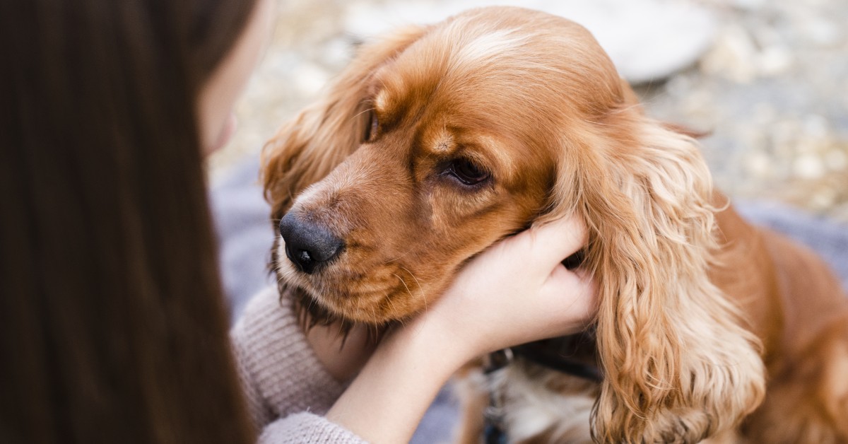 Does Your Dog Have a Thyroid Disorder